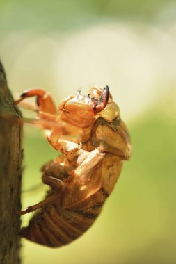 Vahşi doğada böceğe yakın çekim. Böceğin makro görüntüsü