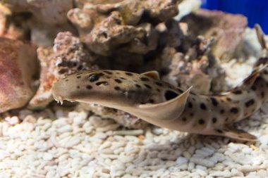 Memeli hemşire köpek balığı, akvaryuma yakından bakıyor.