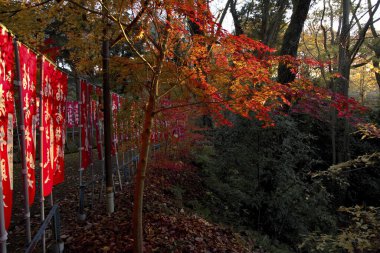 Sonbahar yaprakları, sonbahar bitkileri