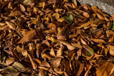 Renkli sonbahar yaprakları arkaplanı.
