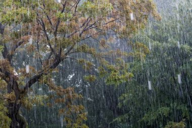 Parkta yeşil ağaçlarla sonbahar yağmuru