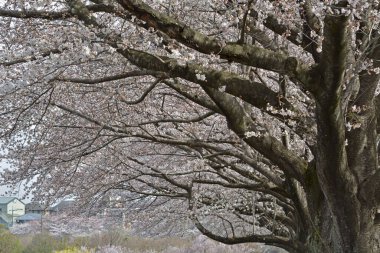İlkbaharda kiraz çiçeği