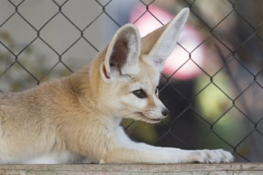 Beyaz Fennec tilkisi ya da hayvanat bahçesindeki büyük kulaklı çöl tilkisi 