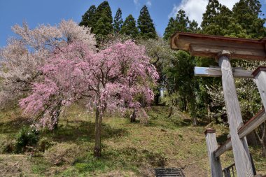 İlkbaharda Japon kiraz çiçeği