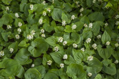 Baharda beyaz çiçek yaprakları