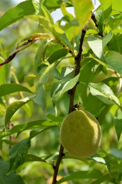 庭の木に熟したリンゴ — ストック写真