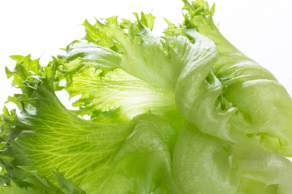 Grüner Frischer Salat Isoliert Auf Weißem Hintergrund — Stockfoto