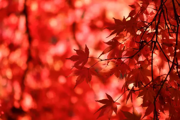 Kırmızı Yapraklı Sonbahar Manzarası — Stok fotoğraf