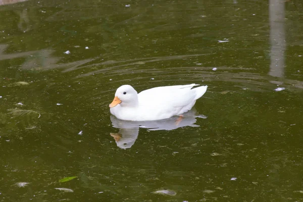 White Duck Pond — Stock Photo, Image