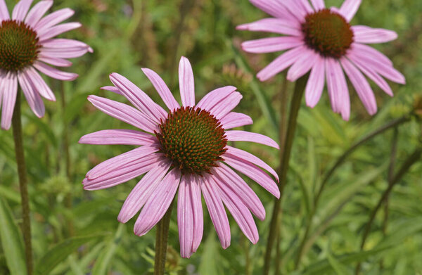 красивые фиолетовые цветы в саду