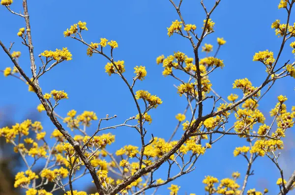 stock image beautiful spring flowers on the branches