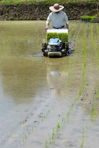 Erkek Çiftçi Pirinç Tarlasında Çeltik Nakil Makinesi Kullanıyor — Stok fotoğraf
