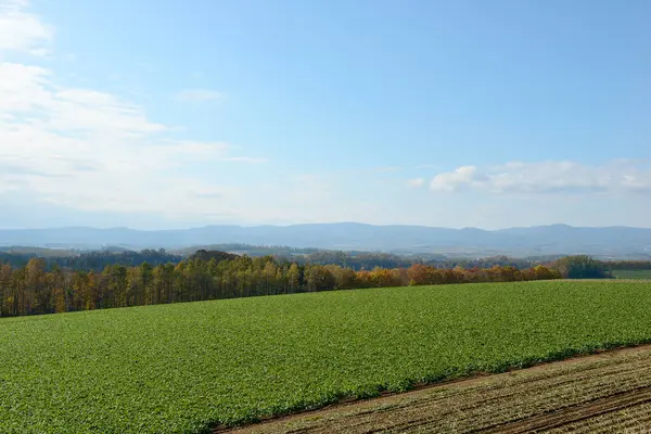 Jesienny Krajobraz Hokkaido — Zdjęcie stockowe