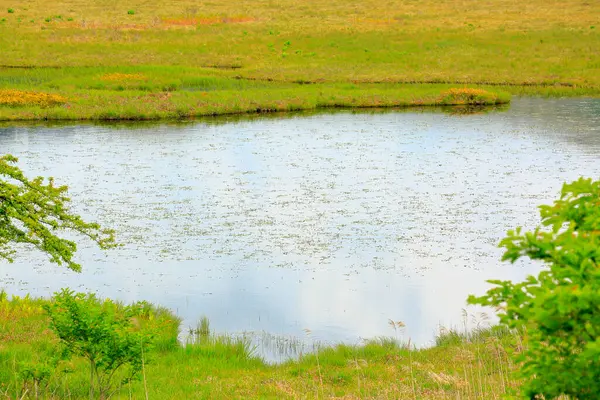 緑の草が付いている沼の美しい風景 — ストック写真