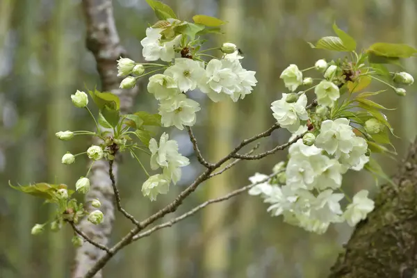 Άνθη Κερασιάς Σακούρα Στην Ιαπωνία — Φωτογραφία Αρχείου