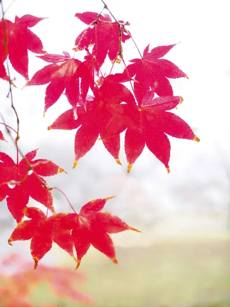 Φθινοπωρινό Υπόβαθρο Πολύχρωμα Φύλλα Όμορφο Φόντο Πτώση — Φωτογραφία Αρχείου