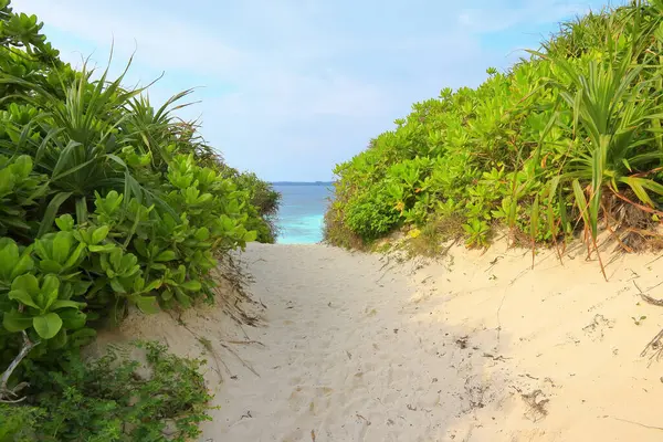Vista Playa Tropical Con Playa Arena Plantas Verdes Mar Azul —  Fotos de Stock
