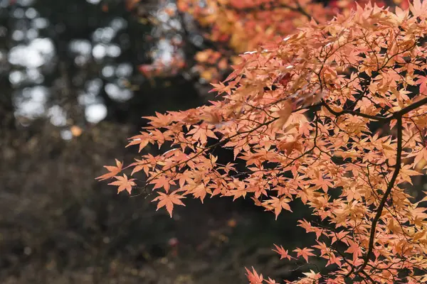 red maple leaves on the tree in Japan