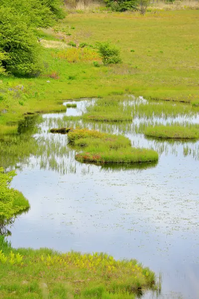 Beautiful Landscape Swamp Green Grass — Stock Photo, Image