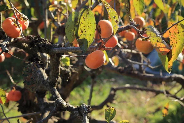 秋の庭の木のオレンジと赤いリンゴ — ストック写真