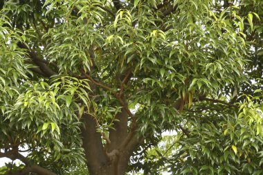 Ormandaki ağaçlarda yeşil yapraklar 