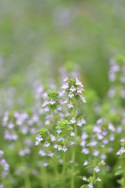 Güzel çiçeklerin bulanık arkaplanı.