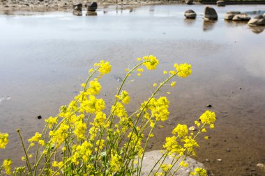 Bahçedeki güzel çiçekler