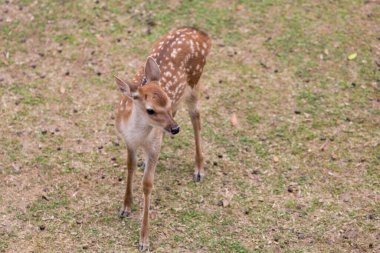 Japonya 'daki sevimli geyik, Nara Parkı
