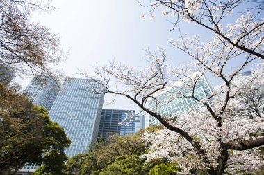Büyük yeşil ağaçlar ve kiraz ağaçları Asya 'daki modern binalara karşı çiçek açıyor.