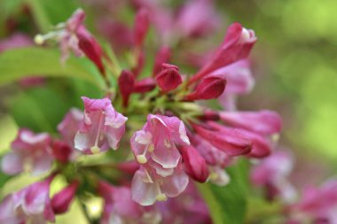 Bahçedeki güzel çiçekler