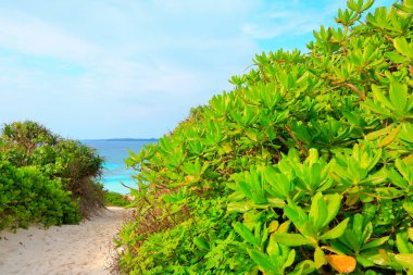 Kumlu sahil manzarası, yeşil bitkiler ve masmavi deniz. 