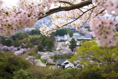 Kiraz çiçekleri ve Japon bahçesi.