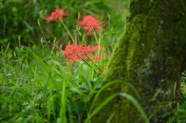 Japonya 'da çiçek açan amiral kümesi.