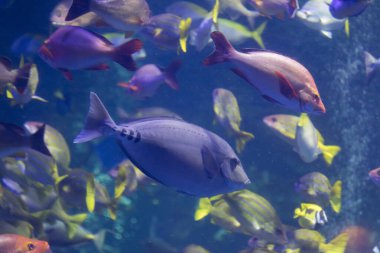 Su altı dünyasının güzel manzarası