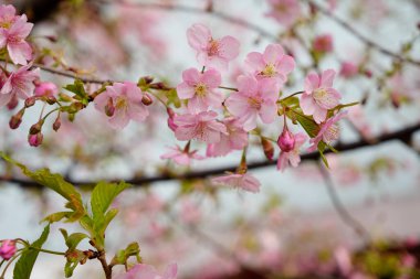Bahar kiraz çiçekleri Bahçe