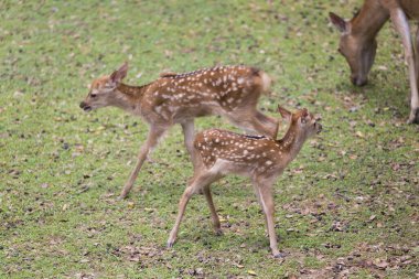 Japonya 'daki sevimli geyik, Nara Parkı