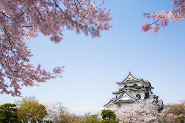 Japonya 'da güzel kiraz çiçekleri