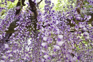 Bahçedeki salkım salkımı, güzel salkım salkımı