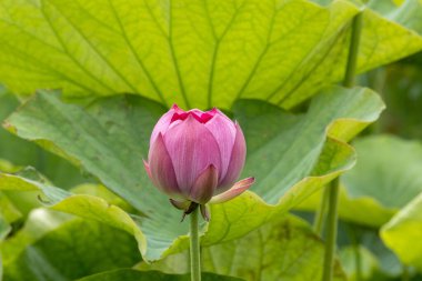 Gölette nilüfer çiçeği