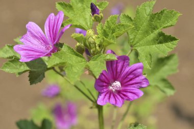 Bahçedeki mor çiçek