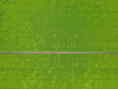 Japonya 'daki pirinç tarlasının havadan görünüşü