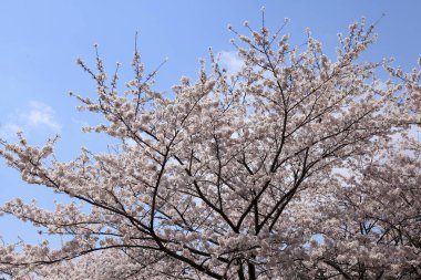 İlkbaharda kiraz çiçekleri