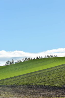 güzel yeşil alan ve mavi gökyüzü arkaplanı