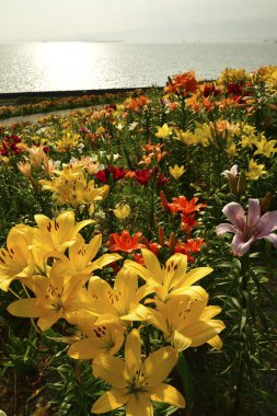 Parktaki renkli çiçekler.