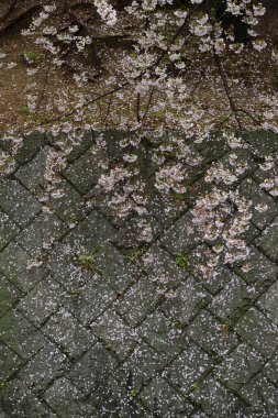 Parktaki kaldırımda solmuş kiraz çiçekleri 