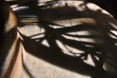 Bitkilerin gölgeleri yüzeyde desenler oluşturuyor