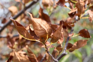 Parkta sonbahar yaprakları doğa arka planında