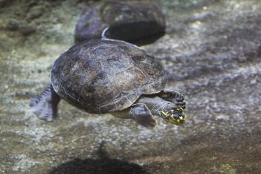 Akvaryumdaki kaplumbağa.