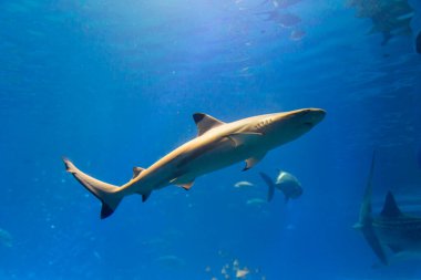 Mavi sudaki köpekbalığının sualtı görüntüsü