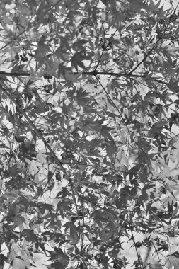 soyut ağaç dalları arka plan, siyah ve beyaz yaprak dokusu, duvar kağıdı
